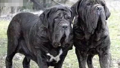 巨型犬排行榜(巨型犬体型排名前十名)插图6