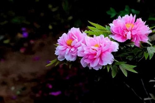 十大名花名字排行榜(十大名花颜色排名)插图14