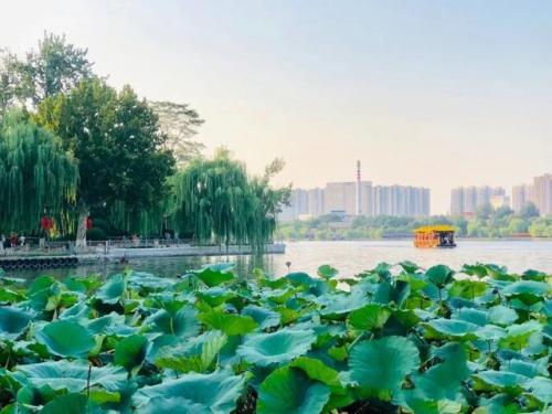 你还记得大明湖畔的夏雨荷吗(你可记得当年大明湖紫薇)插图