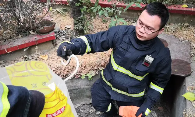 河南信阳毒蛇排行榜(河南信阳常见的蛇图片)插图