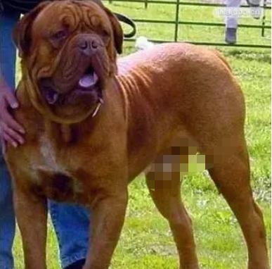 巨型犬排行榜(巨型犬体型排名前十名)插图8