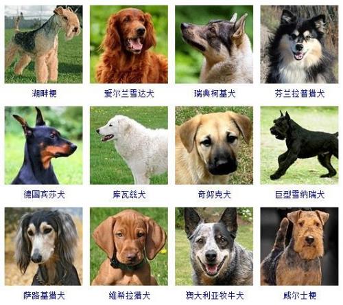 宠物狗品种(十大最漂亮小型犬)插图7