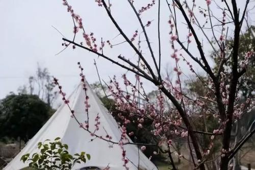 黄山露营餐厅排名前十(黄山露营怎么收费的)插图7