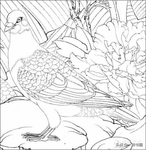 灰鸽子教程(无杠灰鸽子怎么配出来)插图1