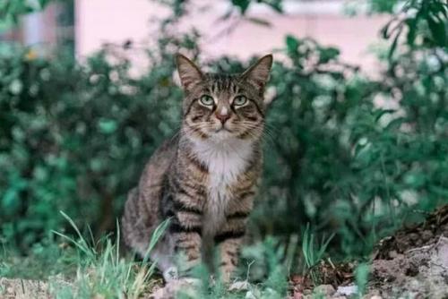 猫咪智商排行榜(公认最聪明的6种猫)插图13