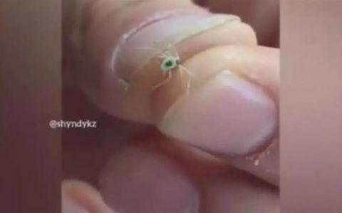 俄罗斯发现编号38的蚊子？(特大号蚊子是什么)