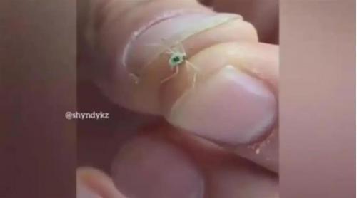 俄罗斯发现编号38的蚊子？(特大号蚊子是什么)插图