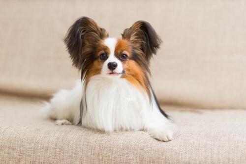 聪明小型猛犬排名前十(猛犬中哪个智商高)插图5
