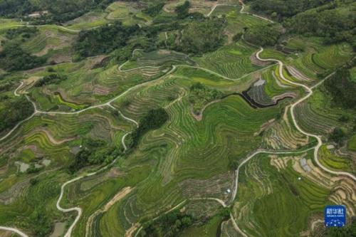 五指山在哪个省哪个市(五指山旅游景点介绍大全)插图5
