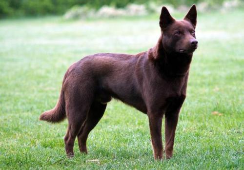 聪明小型猛犬排名前十(猛犬中哪个智商高)插图3