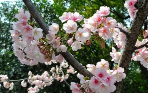 长沙高校校花排名前十(长沙校花)插图19