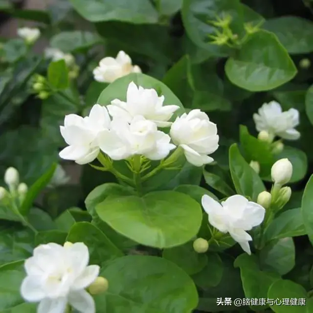 壮阳精油排行榜10强(黑豹精油修复海绵体吗)插图5