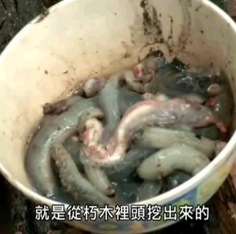 板蓝根泡面排行榜(板蓝根泡面吃了会怎么样)插图8