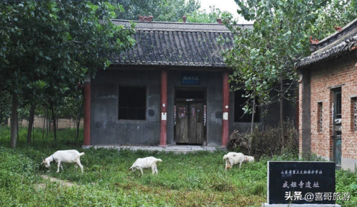 定陶景点排行榜(定陶一日游必去景点)插图8