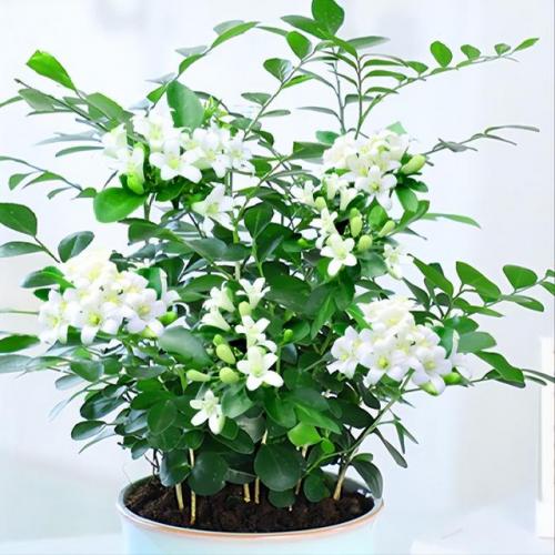 观赏耐晒植物排名前十(喜阳植物)插图8