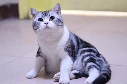 猫咪智商排行榜(公认最聪明的6种猫)插图7