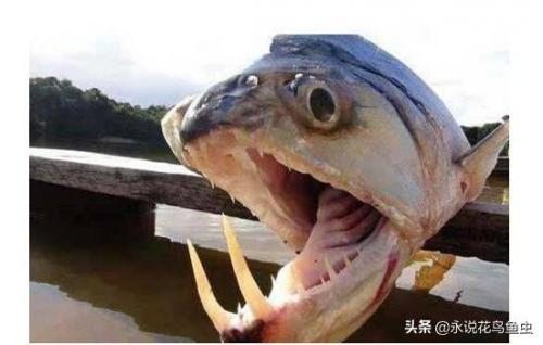 亚马逊杀手排行榜(生态杀手排行榜10名)插图2