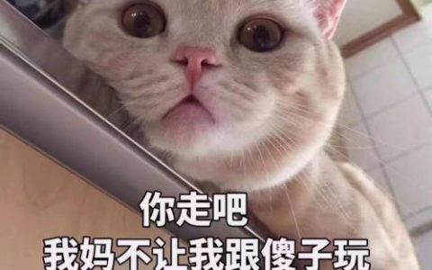 猫咪智商排行榜(公认最聪明的6种猫)