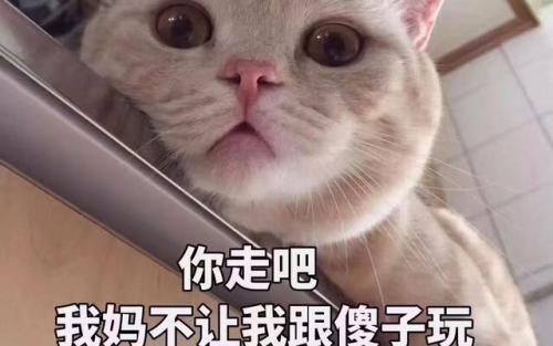 猫咪智商排行榜(公认最聪明的6种猫)插图