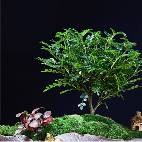 观赏耐晒植物排名前十(喜阳植物)插图2