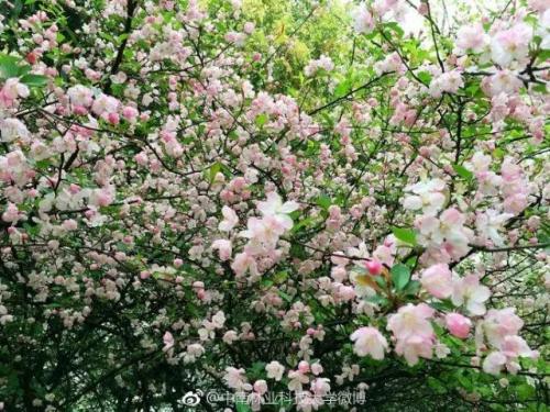 长沙高校校花排名前十(长沙校花)插图21