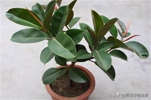 十大耐寒植物水植物排行榜(耐热又耐寒的水生植物排行榜)插图4