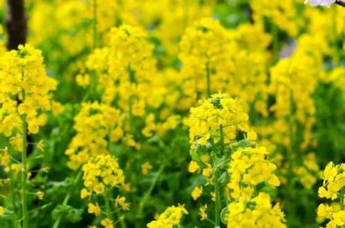 长沙高校校花排名前十(长沙校花)插图10