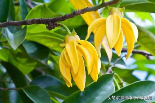 壮阳精油排行榜10强(黑豹精油修复海绵体吗)插图12