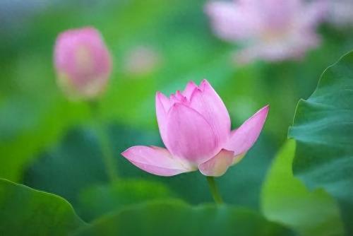 十大名花名字排行榜(十大名花颜色排名)插图56
