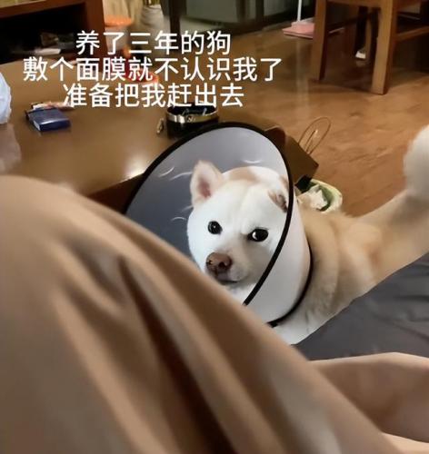 明星宠物面膜排名前十(全部明星的宠物的名字)插图4