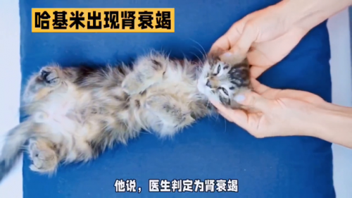 猫咪肾病医院排名前十(平均每年猫的肾脏疾病)插图