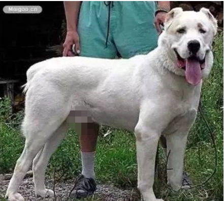 巨型犬排行榜(巨型犬体型排名前十名)插图11