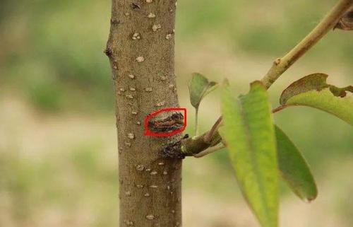 早春苹果挨一刀(人在世上飘哪有不挨刀)插图10