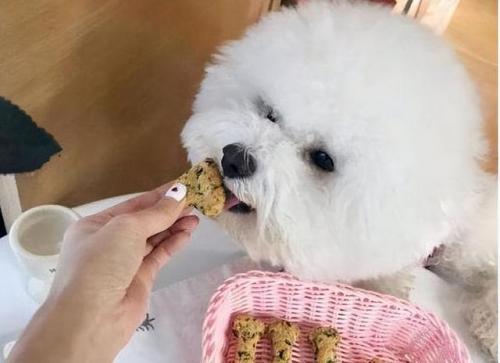 比熊狗粮排行榜(比熊最好的狗粮是什么牌子)插图3
