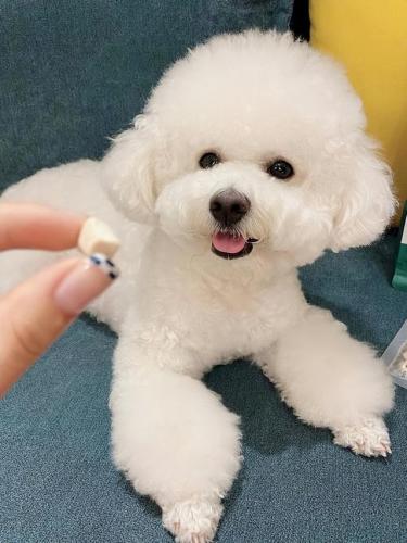 比熊狗粮排行榜(比熊最好的狗粮是什么牌子)插图