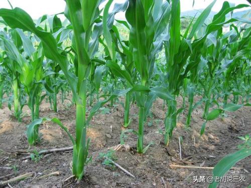 恩施玉米产量排名前十(排名第一的玉米品种)插图1