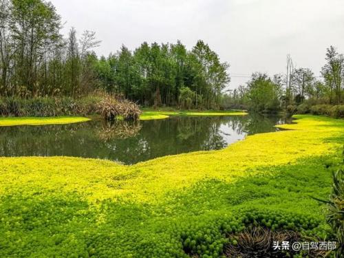 成都湿地景区排名前十(成都最美的湿地公园)插图7