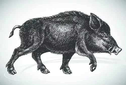 世界猛兽排行榜(世界最强动物前十名)插图6
