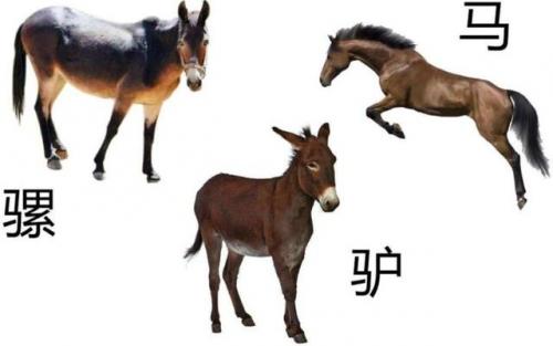骡子和马的区别(是驴是马拉出来溜溜什么意思)插图4
