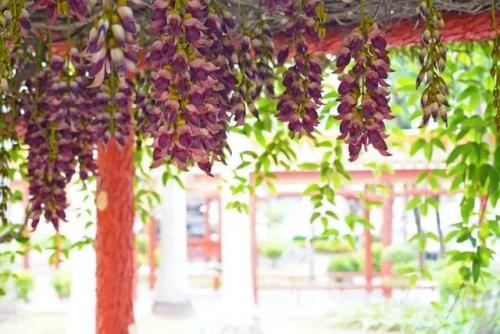 东莞高校校花排名前十(东莞最好的大学是哪一所)插图8