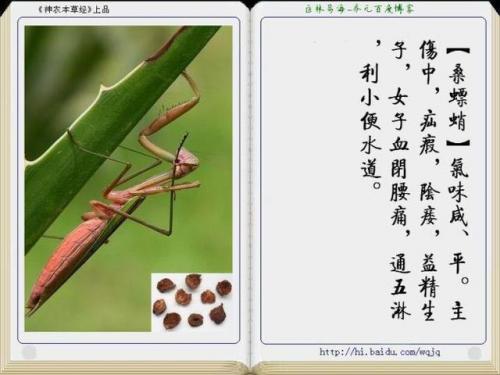 本草纲目中药大全(12000种中草药大全)插图43