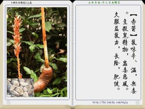 本草纲目中药大全(12000种中草药大全)插图37