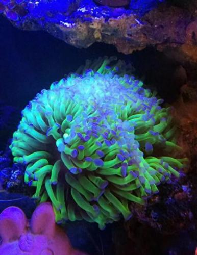 北欧十大金刚排行榜最新(北欧地板十大品牌)插图5