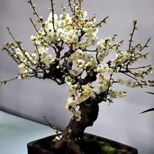 斗战神广寒仙姬本源技(斗战神飞升技能前后比较)插图1