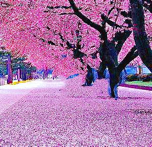 中国红樱花树图片(福建山樱花10公分报价)插图28