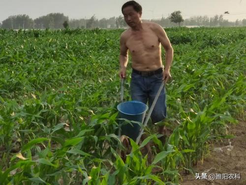 玉米专用肥排行榜(云南复合肥十大名牌)插图3