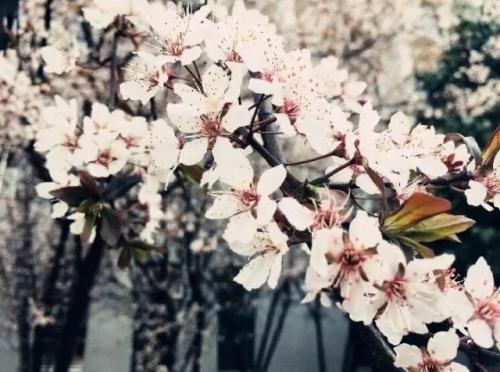 长沙高校校花排名前十(长沙校花)插图16
