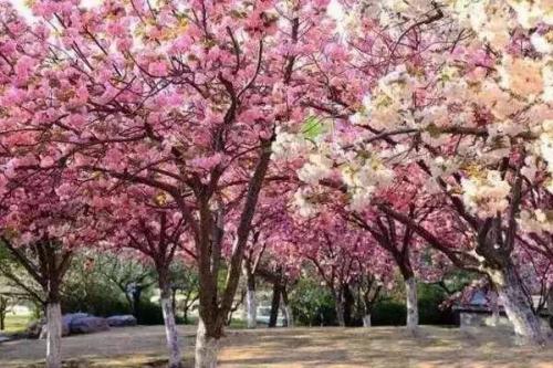 长沙高校校花排名前十(长沙校花)插图22