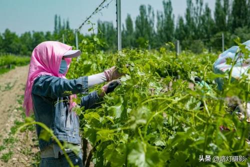 白酒酒庄排名前十(五大顶级酒庄)插图7