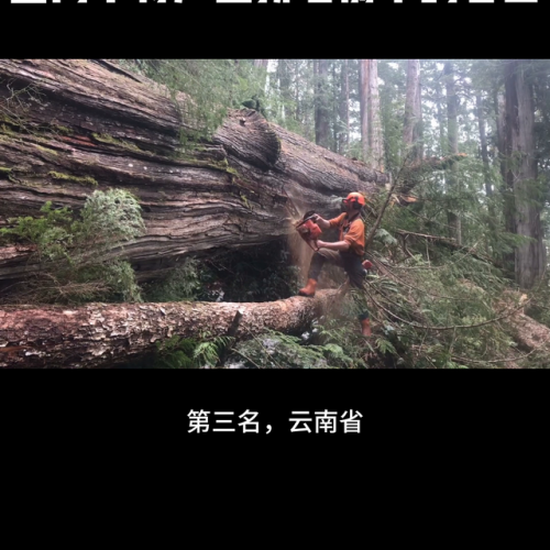 中国木材产地排名前十(中国名贵木材价格表)插图1